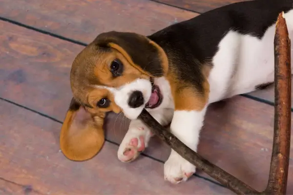 Opis rasy psa - beagle